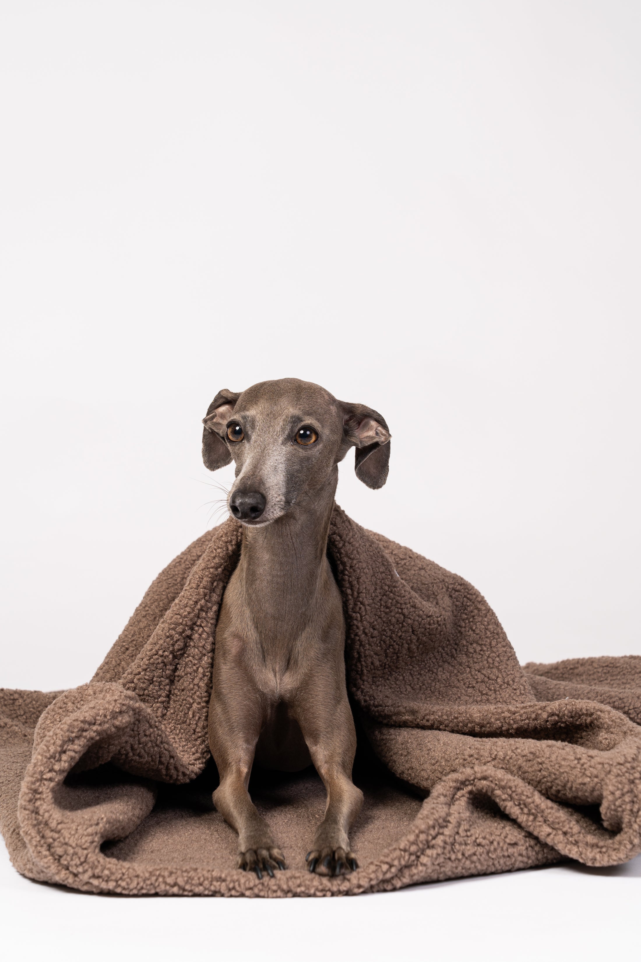 Italienisches Windspiel schläft eingekuschelt im Teddyplüsch Hundeschlafsack