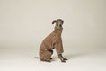 Load image into Gallery viewer, Funktionaler und eleganter Walnut Fleece-Overall für Italienische Windspiele
