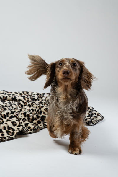 Porträt eines Zwergdackels auf einer Leo-Kuscheldecke, sauber ausgeleuchtete Studioaufnahme.