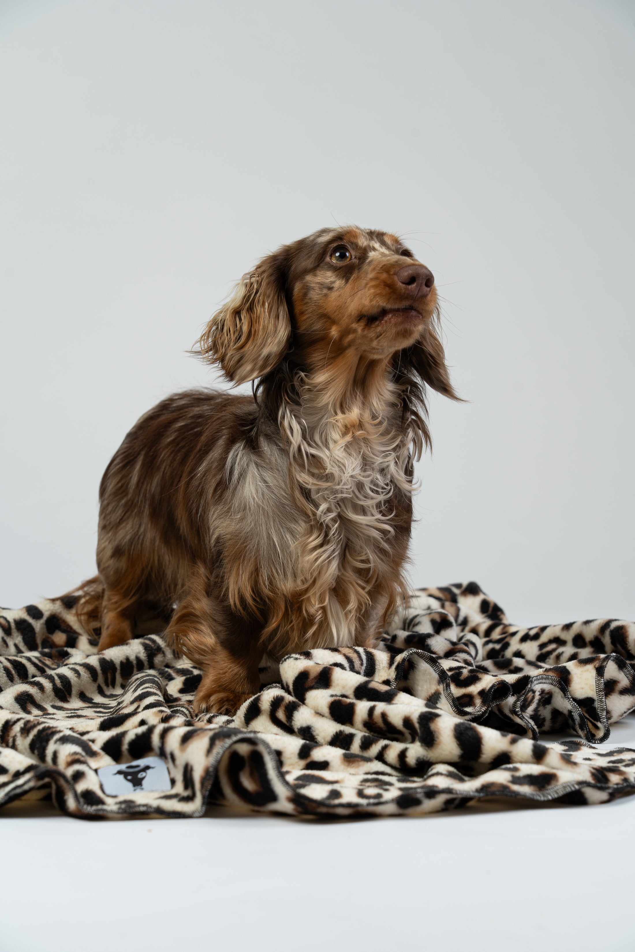 tudiofoto eines braunen Zwergdackels, der bequem auf der Leo-Hundedecke ruht.