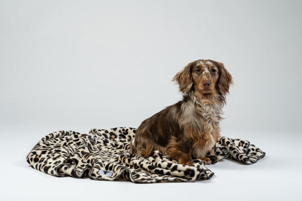 Dackel auf der Leo-Kuscheldecke, klarer Studiohintergrund und detailreiche Texturaufnahme.