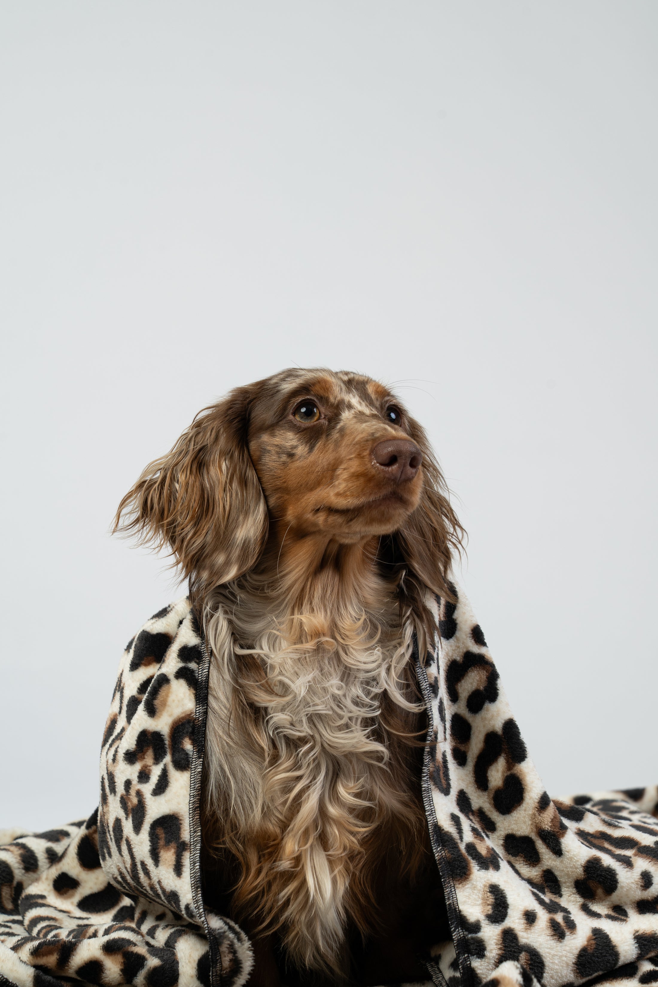 Studioaufnahme eines Zwergdackels auf flauschiger Leo-Hundedecke mit weicher Beleuchtung.