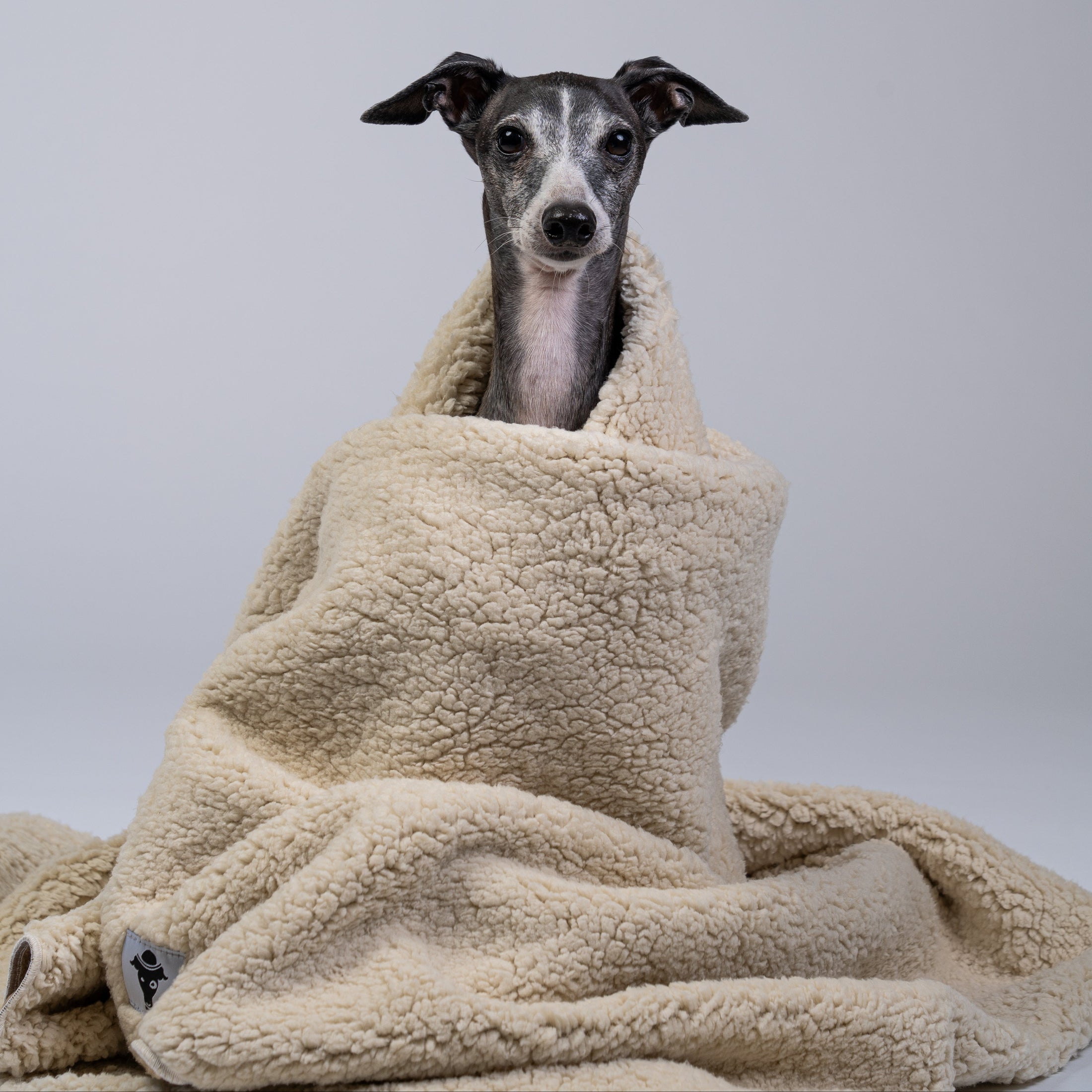 Ein Hund ruht eingekuschelt auf der warmen, dicken Kuscheldecke aus Fleece und Teddy Material.