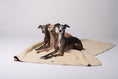 Load image into Gallery viewer, Drei Hunde ruhen auf der warmen, dicken Kuscheldecke aus Fleece und Teddy Material.
