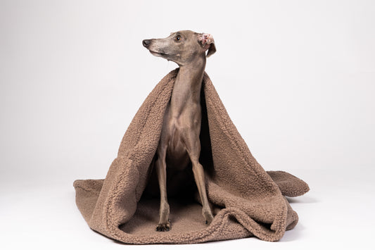 Wendbarer Hundeschlafsack in Mokka – Windspiel liegt gemütlich im Kuschelbett