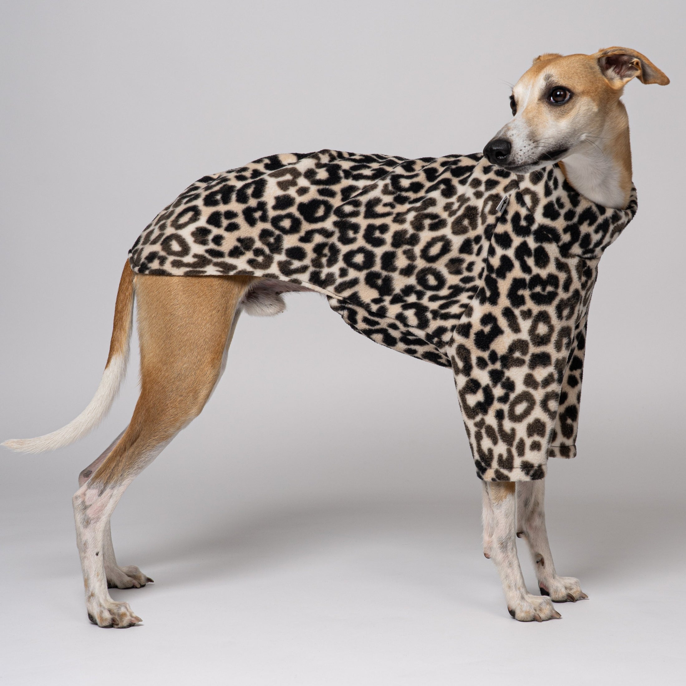 Whippet im Pullover in Leo – stilvolle Windhundmode mit wildem Muster und bequemer Passform
