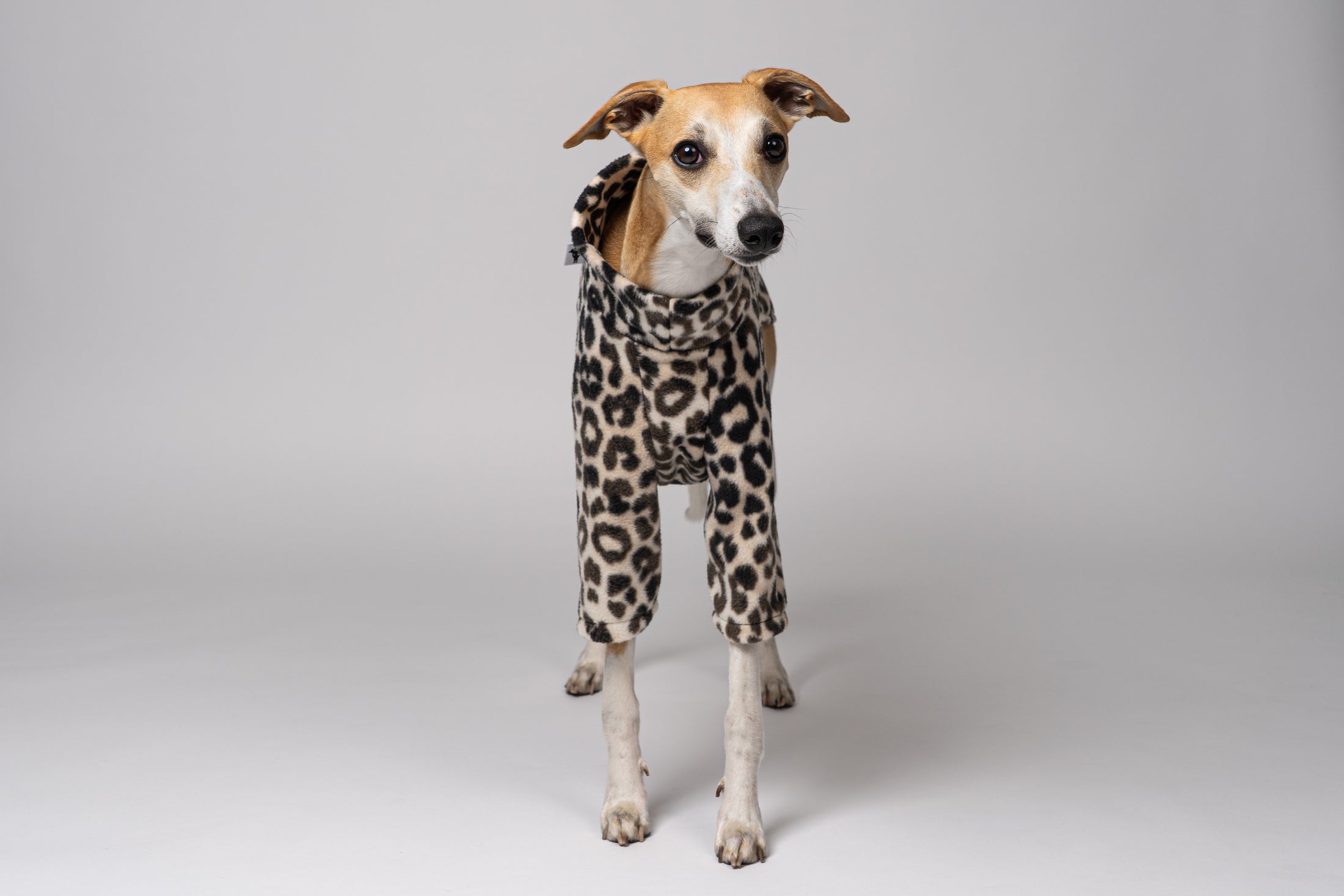 Auffälliger Leo-Print auf passgenauem Windhundpullover – Whippet als Modell vor weißem Hintergrund