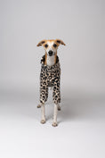 Load image into Gallery viewer, Whippet im Leo-Fleece Pullover – modischer Look für elegante Windhunde
