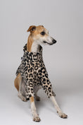 Load image into Gallery viewer, Junger Whippet Rüde trägt Pullover mit Leo-Print – stilvolle Windhundmode mit auffälligem Muster
