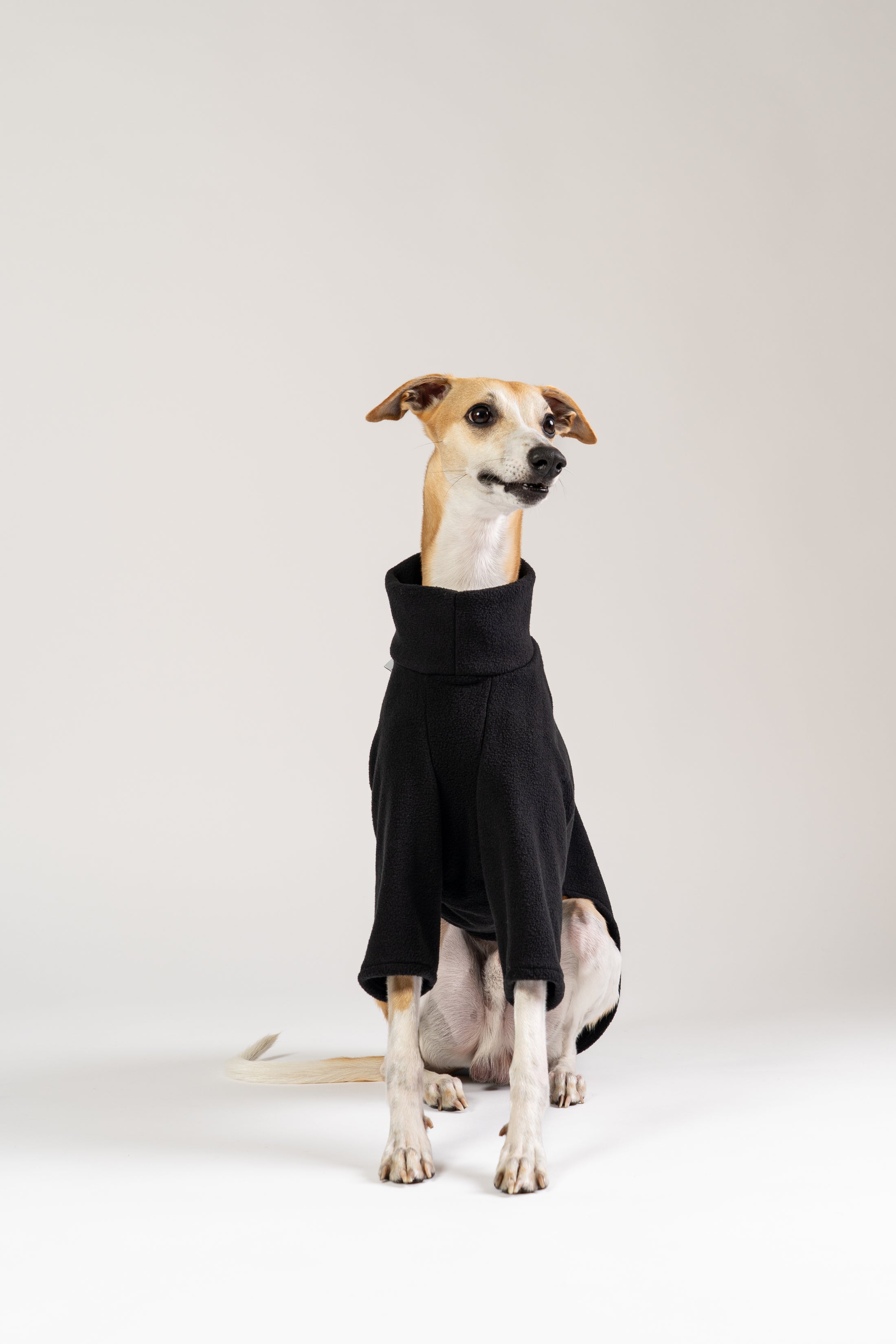 Whippet posiert im schwarzen Karma Hund Fleece-Pullover – hochwertige Hundebekleidung im modernen Studio-Look.