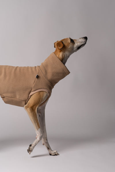 Whippet im Long Shirt in Camel – stilvolle Windhundmode und bequemer Passform