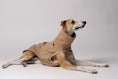 Load image into Gallery viewer, Nahaufnahme: Whippet trägt Long Shirt in Camel – weiches Fleece, perfekt verarbeitet für schmale Körperformen
