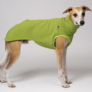 Whippet im Long Shirt in Light Green – freundliche Farbe für Windhundmode