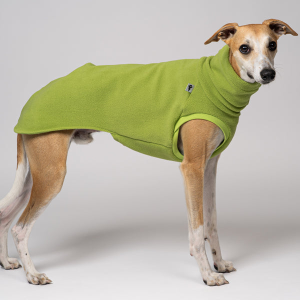 Whippet im Long Shirt in Light Green – freundliche Farbe für Windhundmode