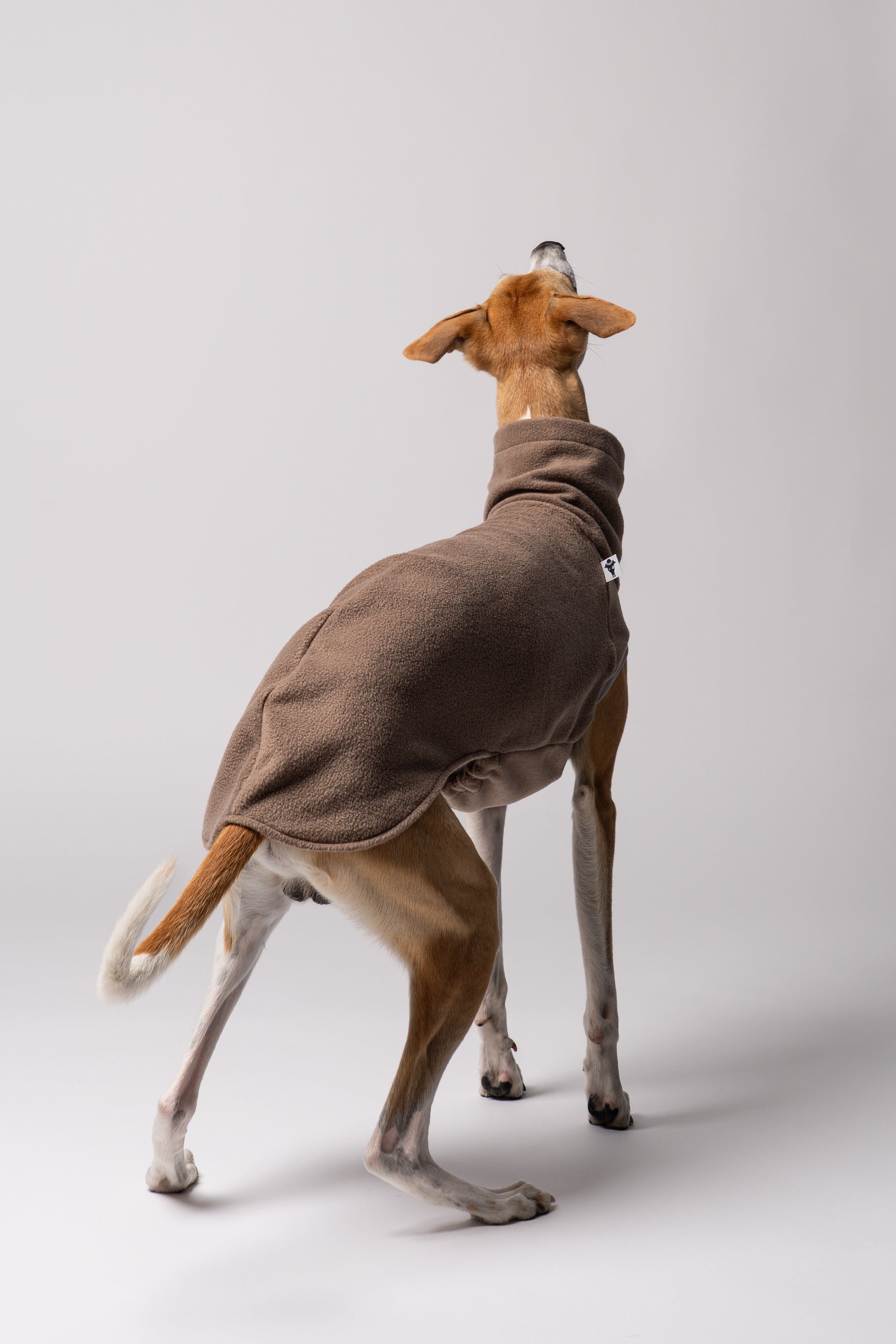 Nahaufnahme: Whippet trägt Long Shirt in Walnut – weiches Fleece, perfekt verarbeitet für schmale Körperformen
