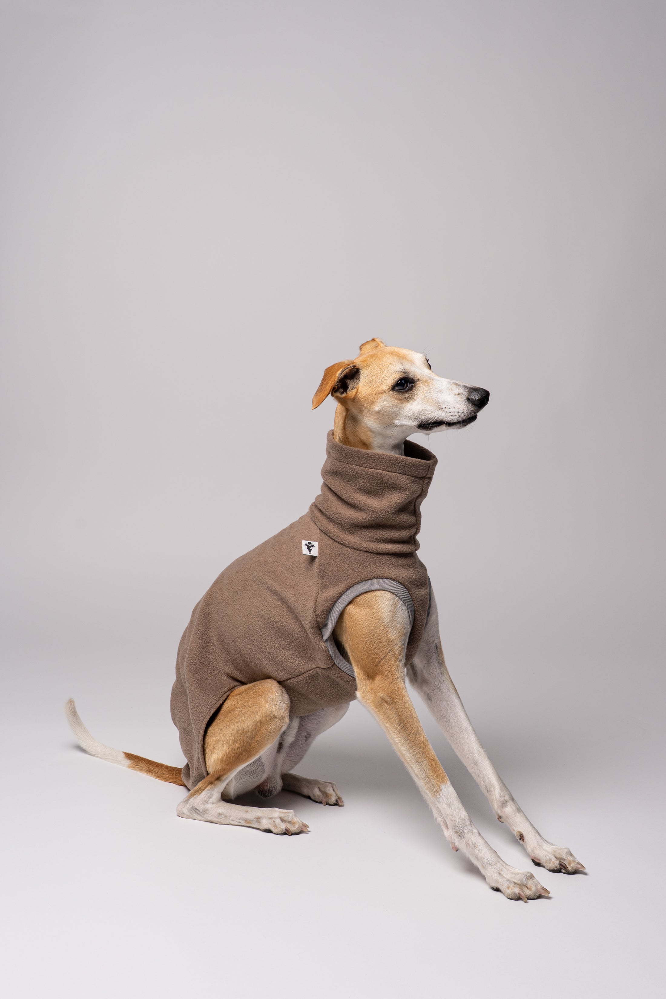 Whippet in Bewegung im Long Shirt in Walnut – funktionale Windhundkleidung für aktive Hunde
