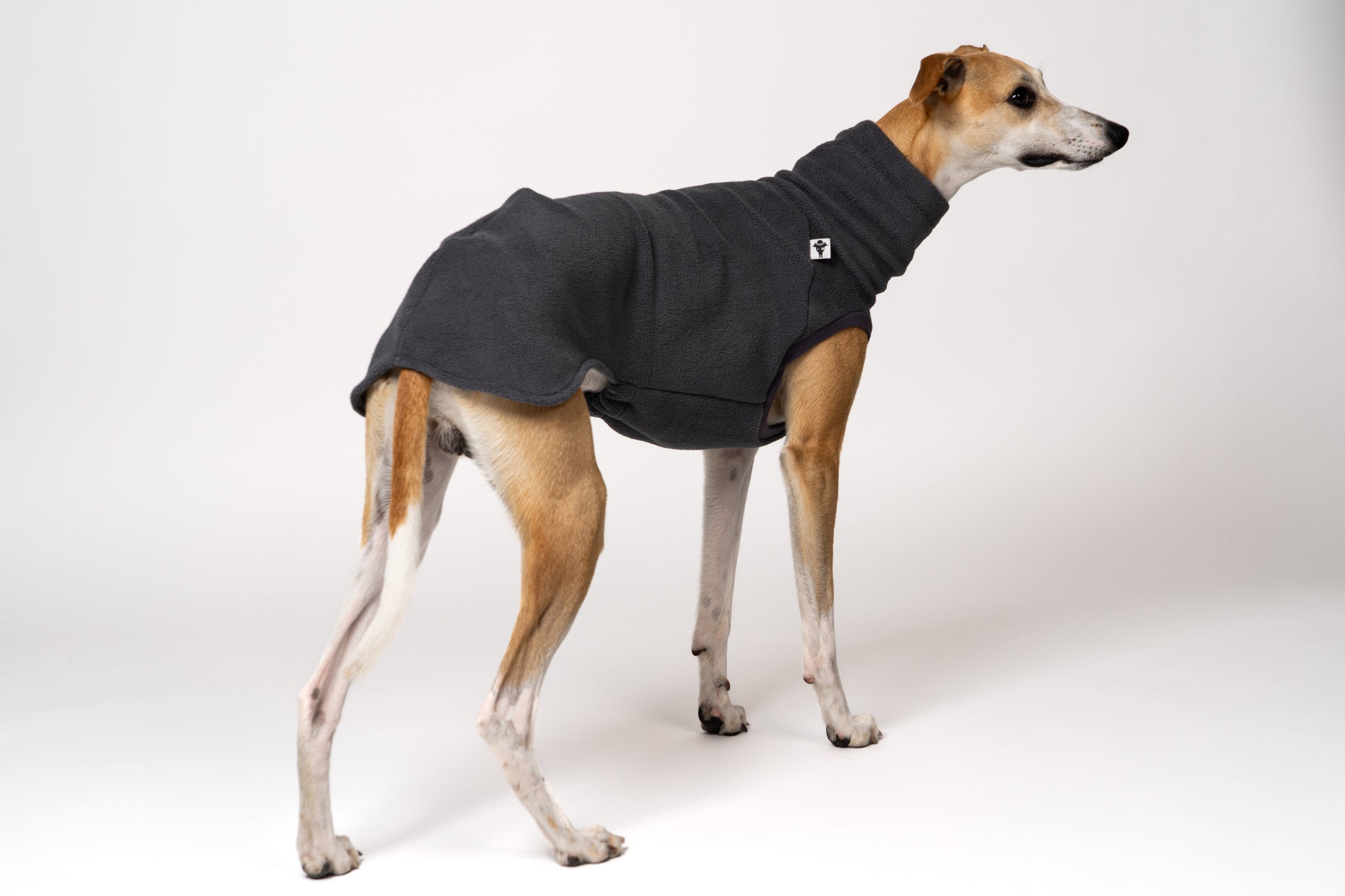Modernes Design für Windhunde: junger Whippet im Shirt in Graphite