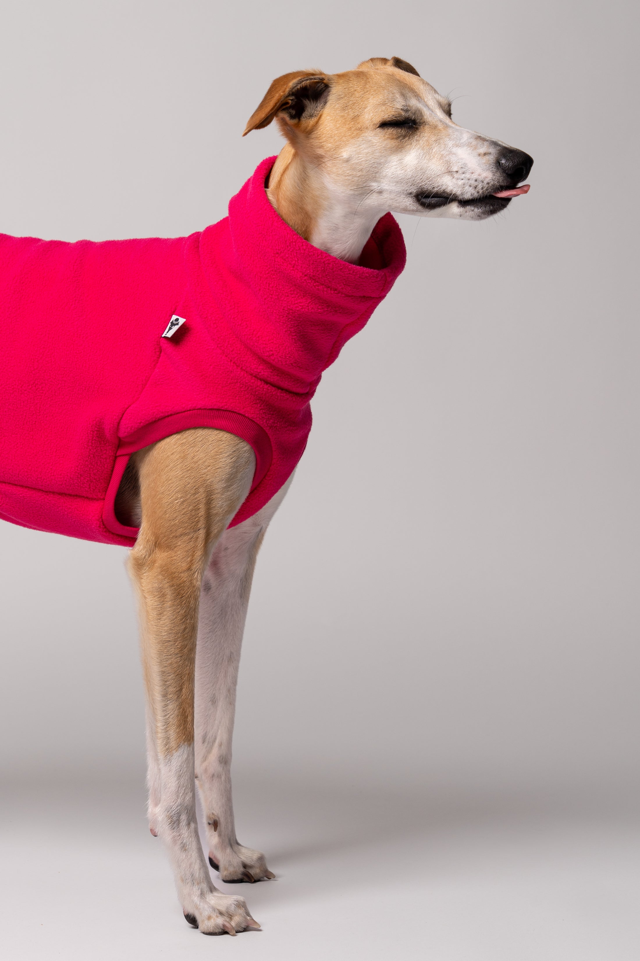 Whippet mit ausgestreckter Zunge Detailaufnahme