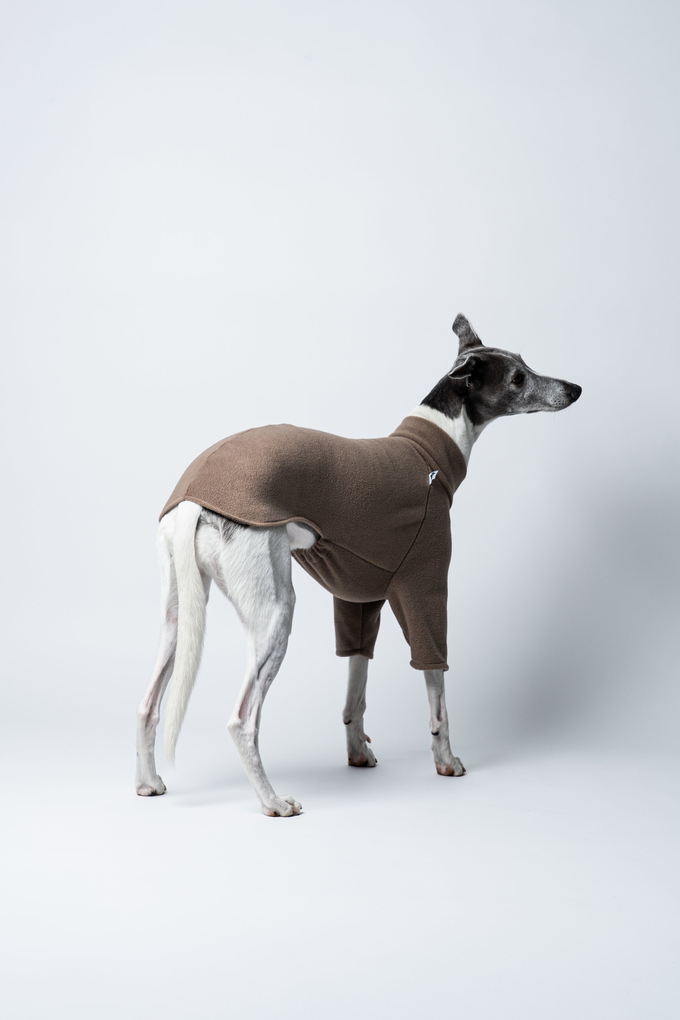 Karma Hund Pullover Walnut: Whippet in ruhiger, aufmerksamer Haltung