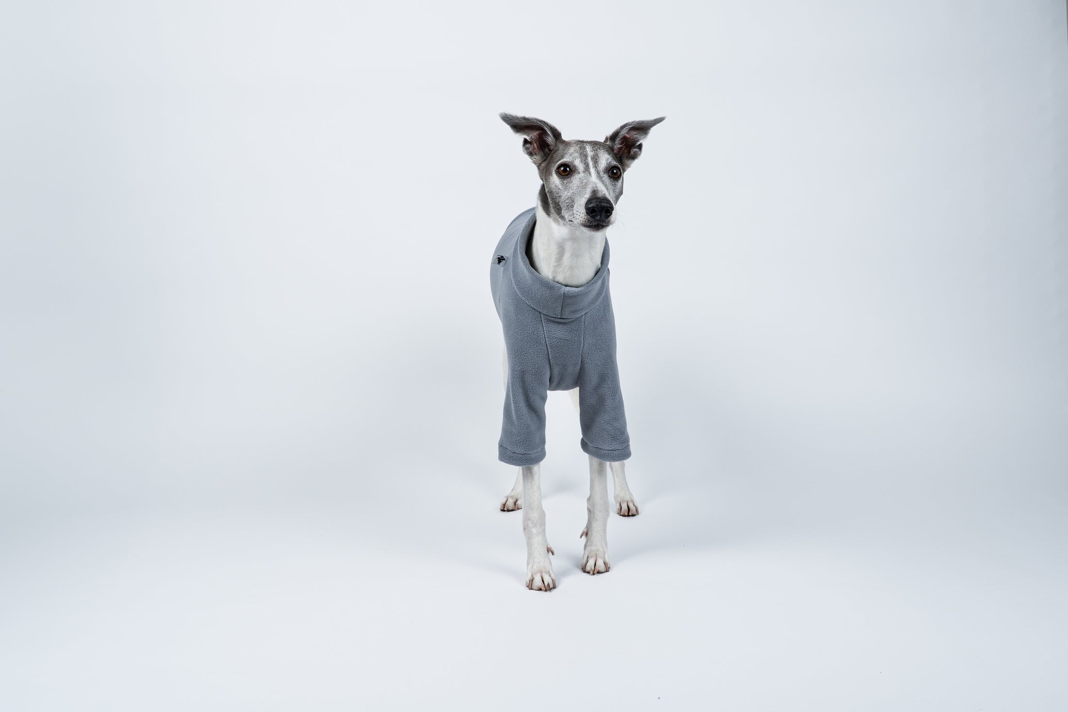 Fleece-Pullover in Light Grey am stehenden Whippet – stilvoller Alltagsbegleiter für kühle Tage