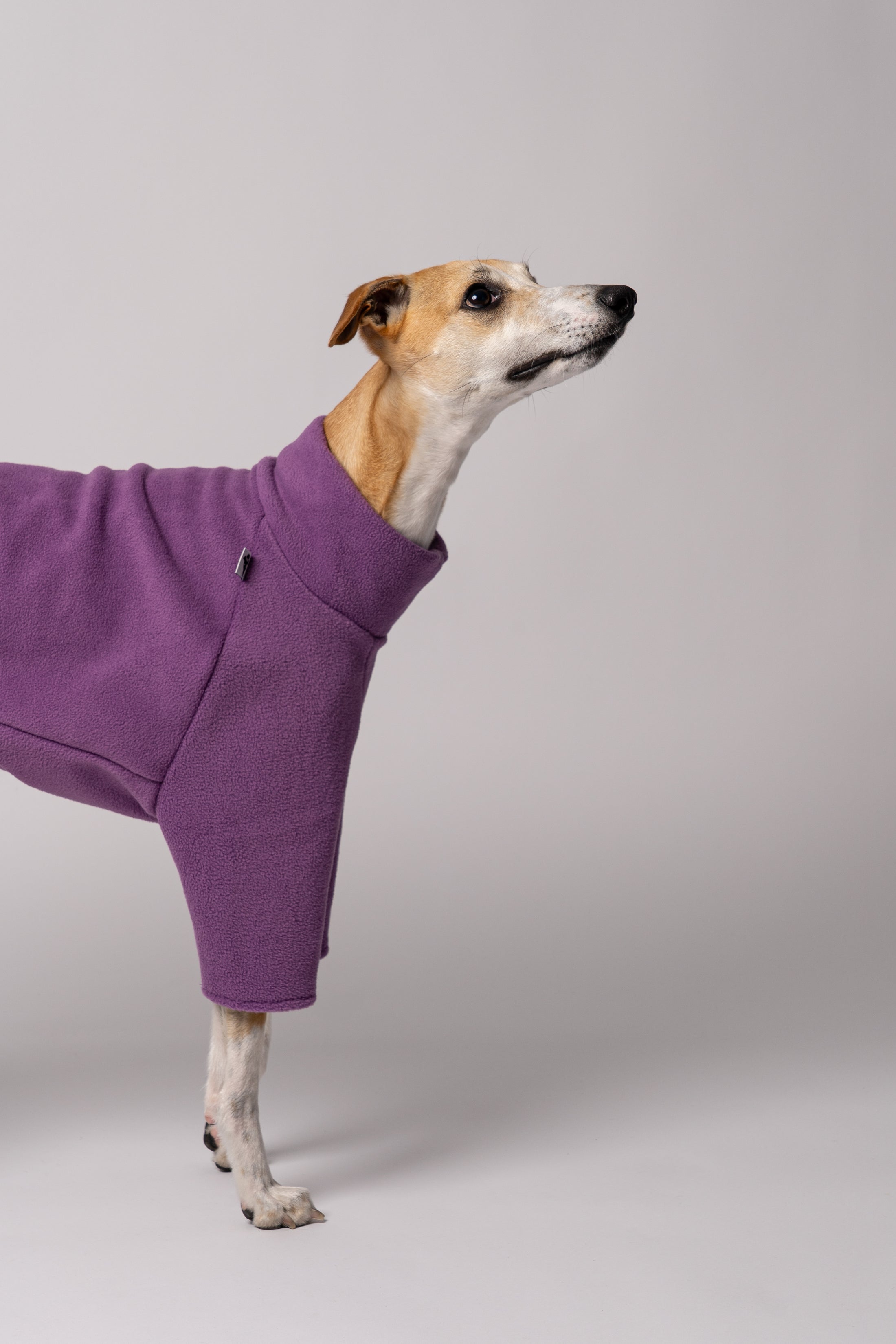 Detailansicht - Windhund im Long Shirt in Violet