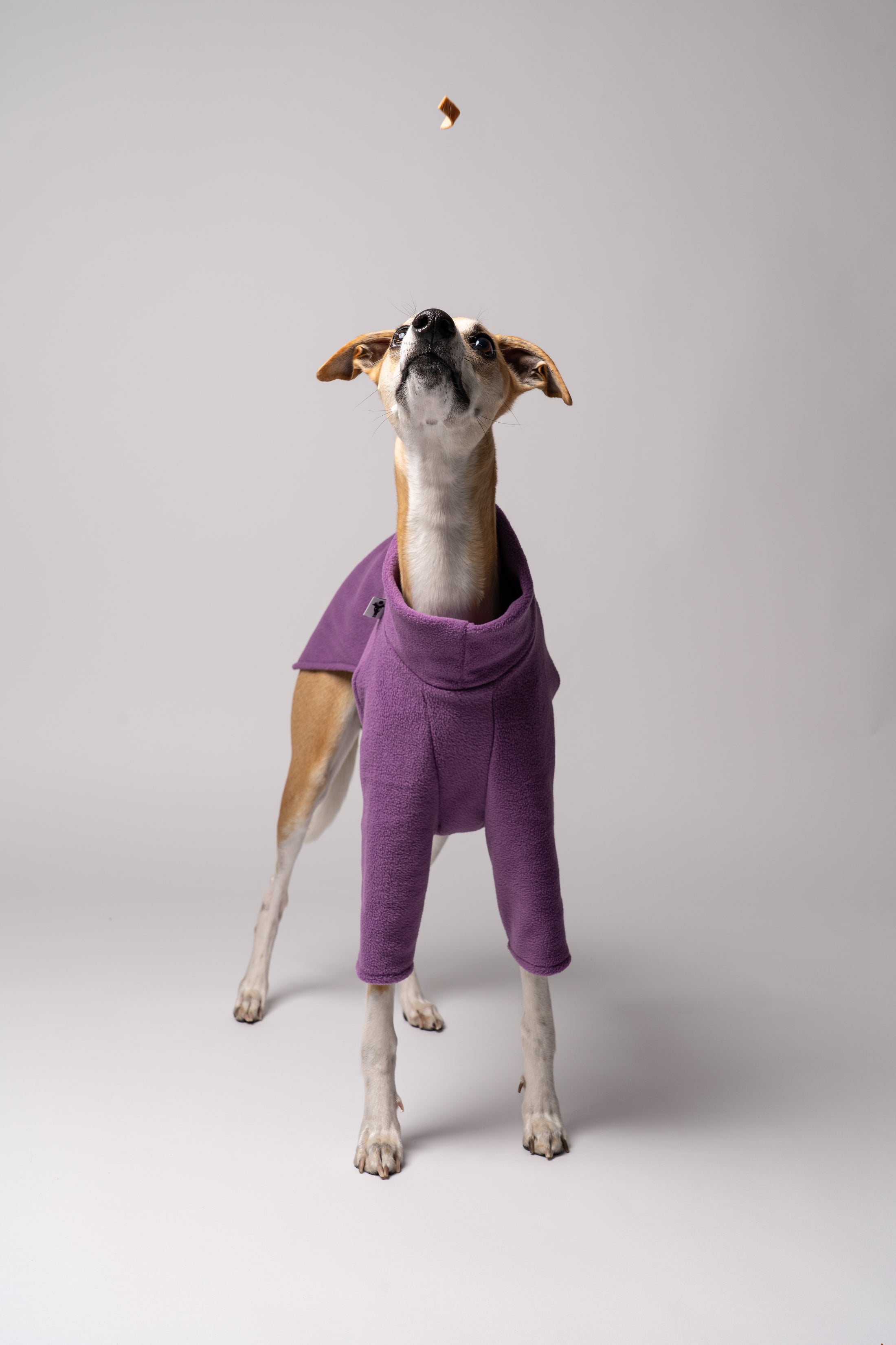 Leckerlie fliegt und Whippet schaut nach oben - in dem Windhund Pullover aus Fleece ist jede Bewegung frei