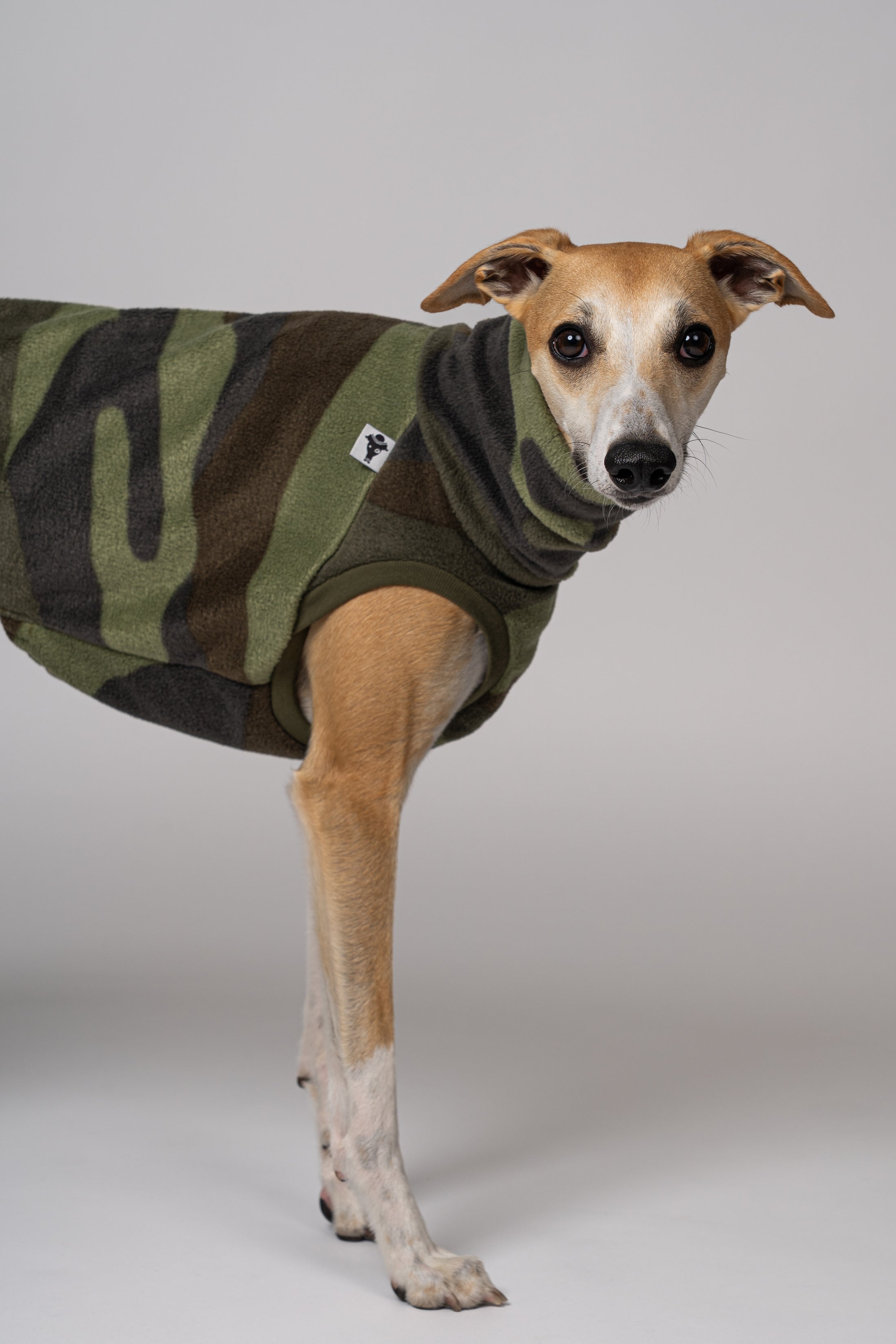 Junger Whippet im auffälligen Camo Long Shirt – ideal für graue Tage