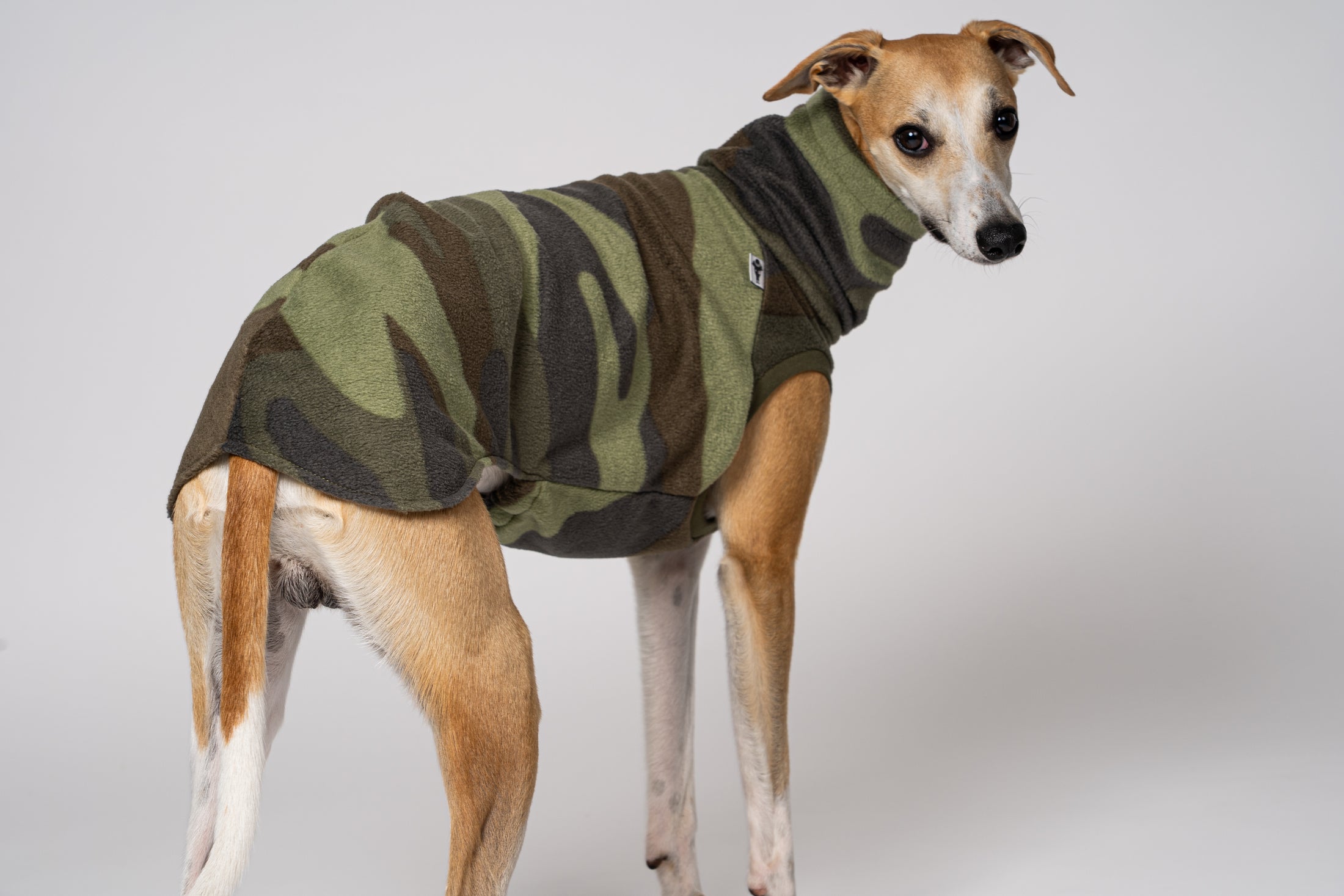 Signalstarke Hundemode: Whippet in Camo für maximale Sichtbarkeit