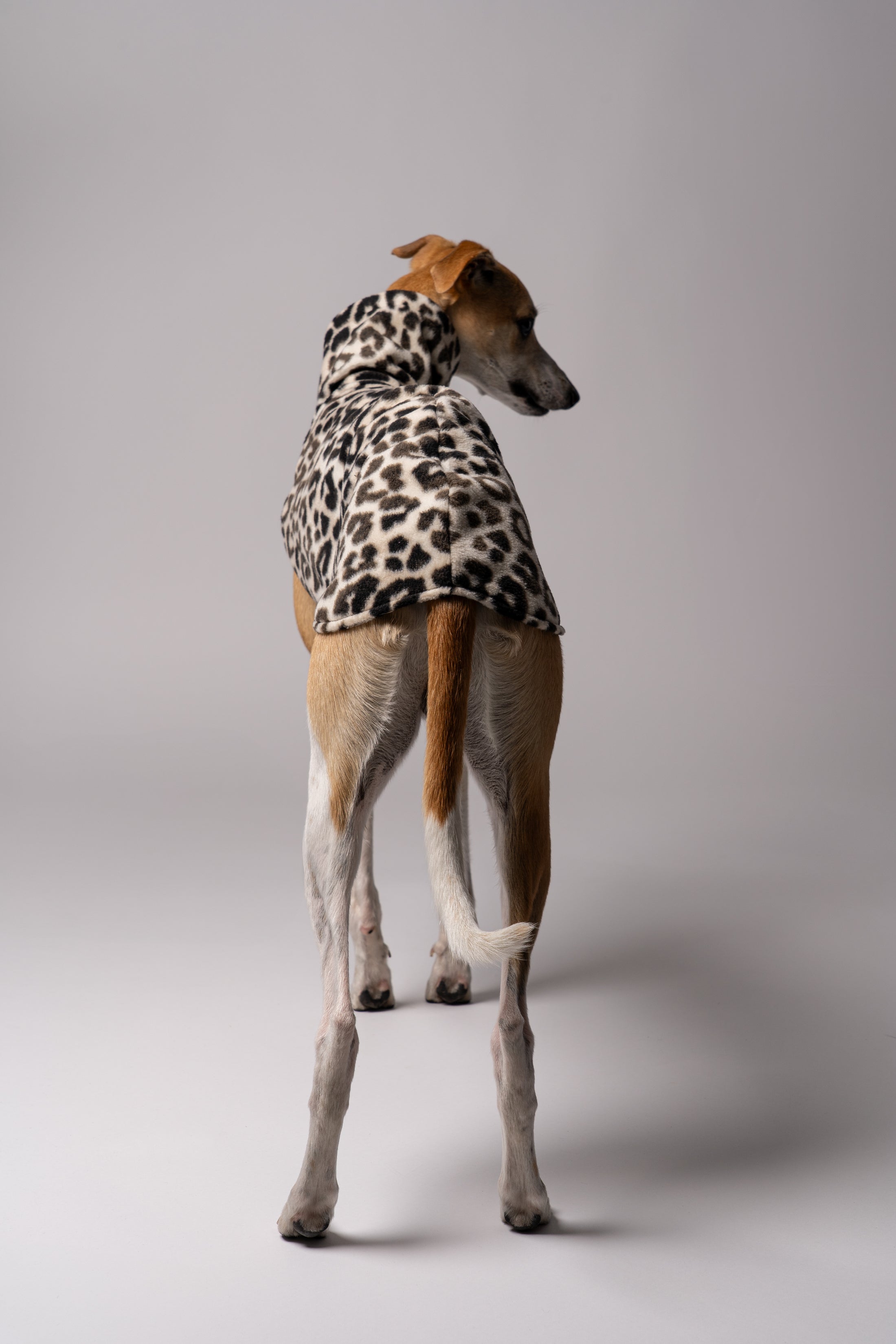 Whippet im Long Shirt in Leo – stilvolle Windhundmode mit wildem Muster und bequemer Passform