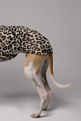 Load image into Gallery viewer, Whippet im Long Shirt in Leo – stilvolle Windhundmode mit wildem Muster und bequemer Passform
