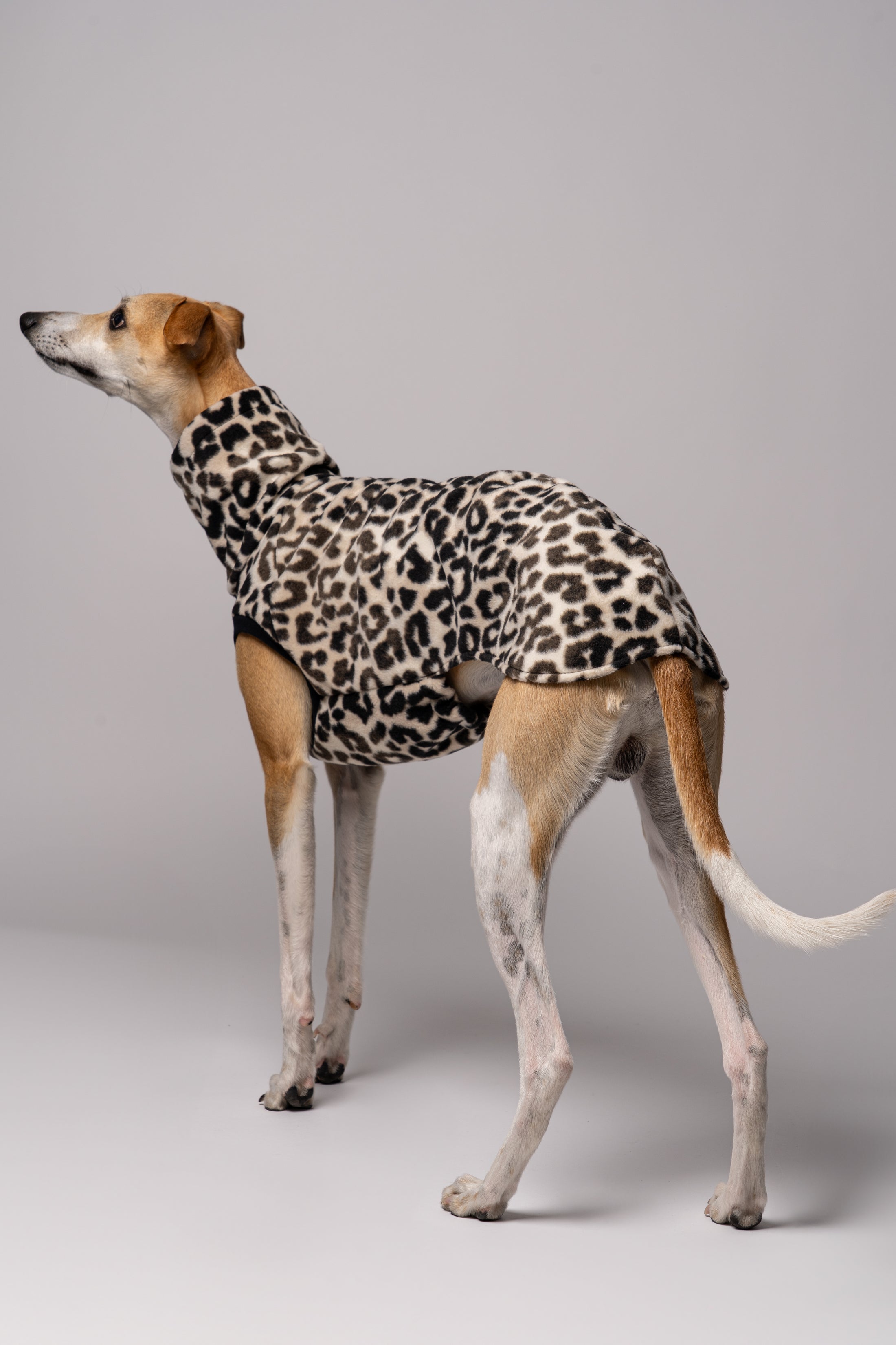 Whippet im Long Shirt in Leo – stilvolle Windhundmode mit wildem Muster und bequemer Passform