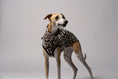 Load image into Gallery viewer, Nahaufnahme: Whippet trägt Long Shirt in Leo – weiches Fleece, perfekt verarbeitet für schmale Körperformen

