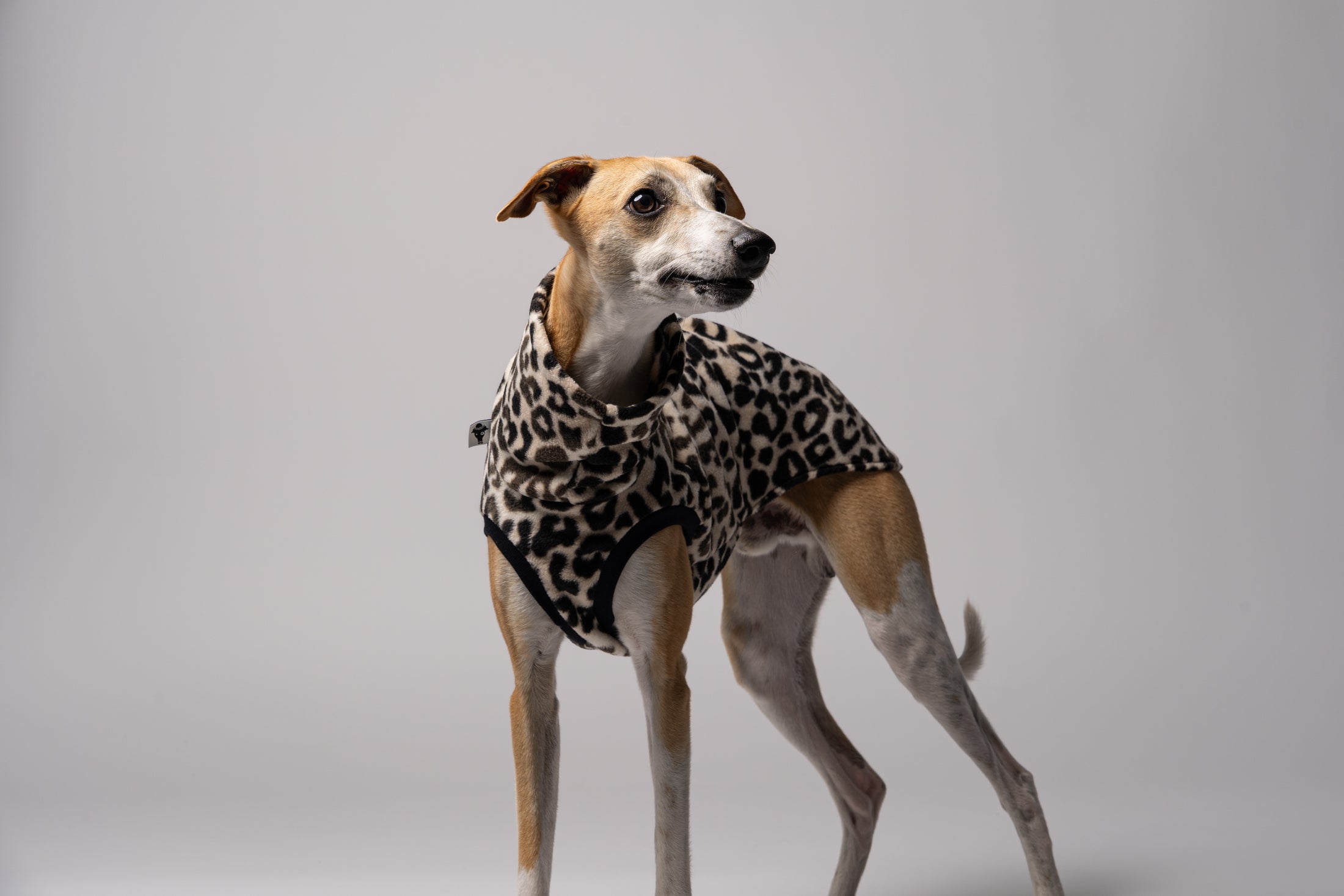 Nahaufnahme: Whippet trägt Long Shirt in Leo – weiches Fleece, perfekt verarbeitet für schmale Körperformen