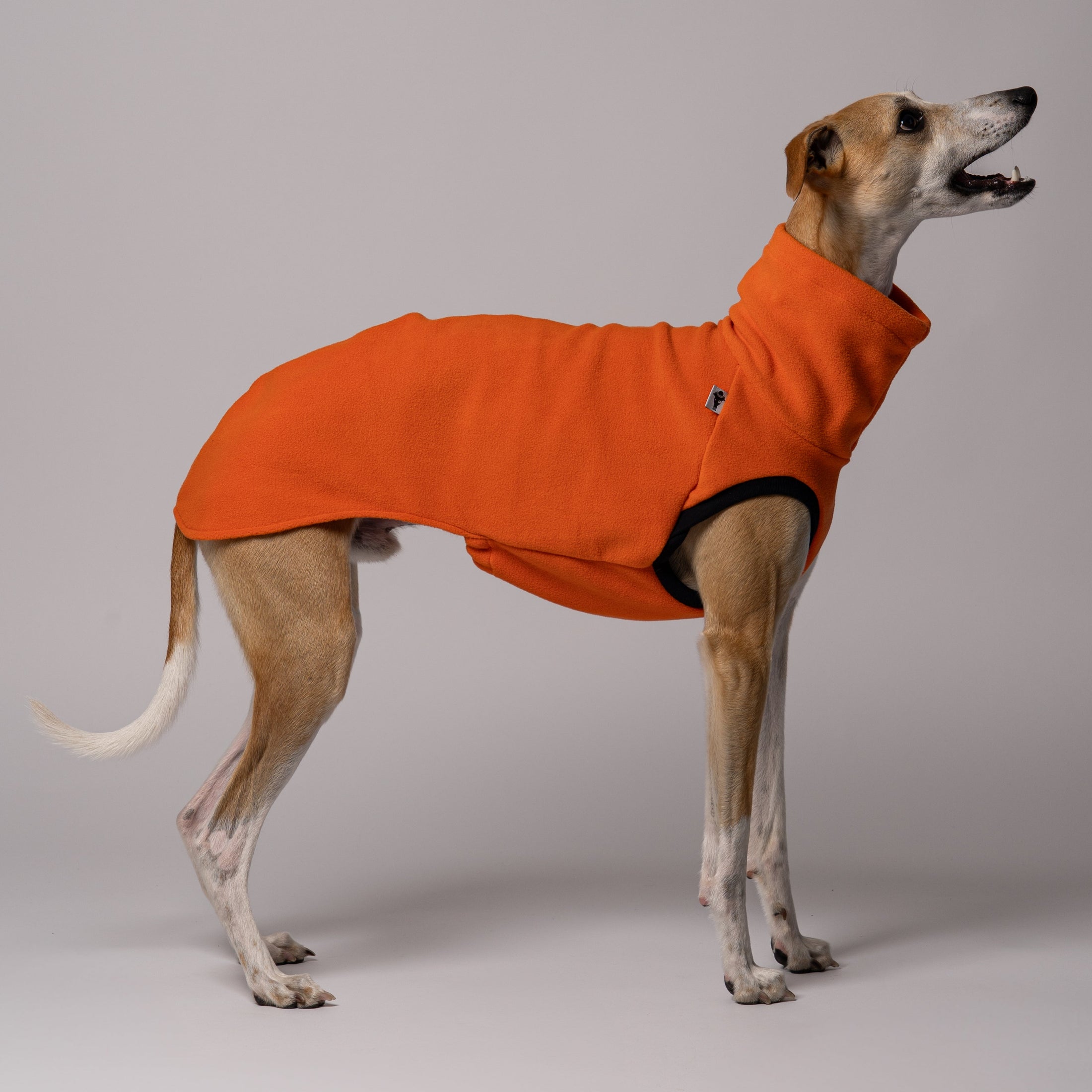 Whippet im Long Shirt in Pumpkin – atmungsaktives, bequemes Fleece-Outfit