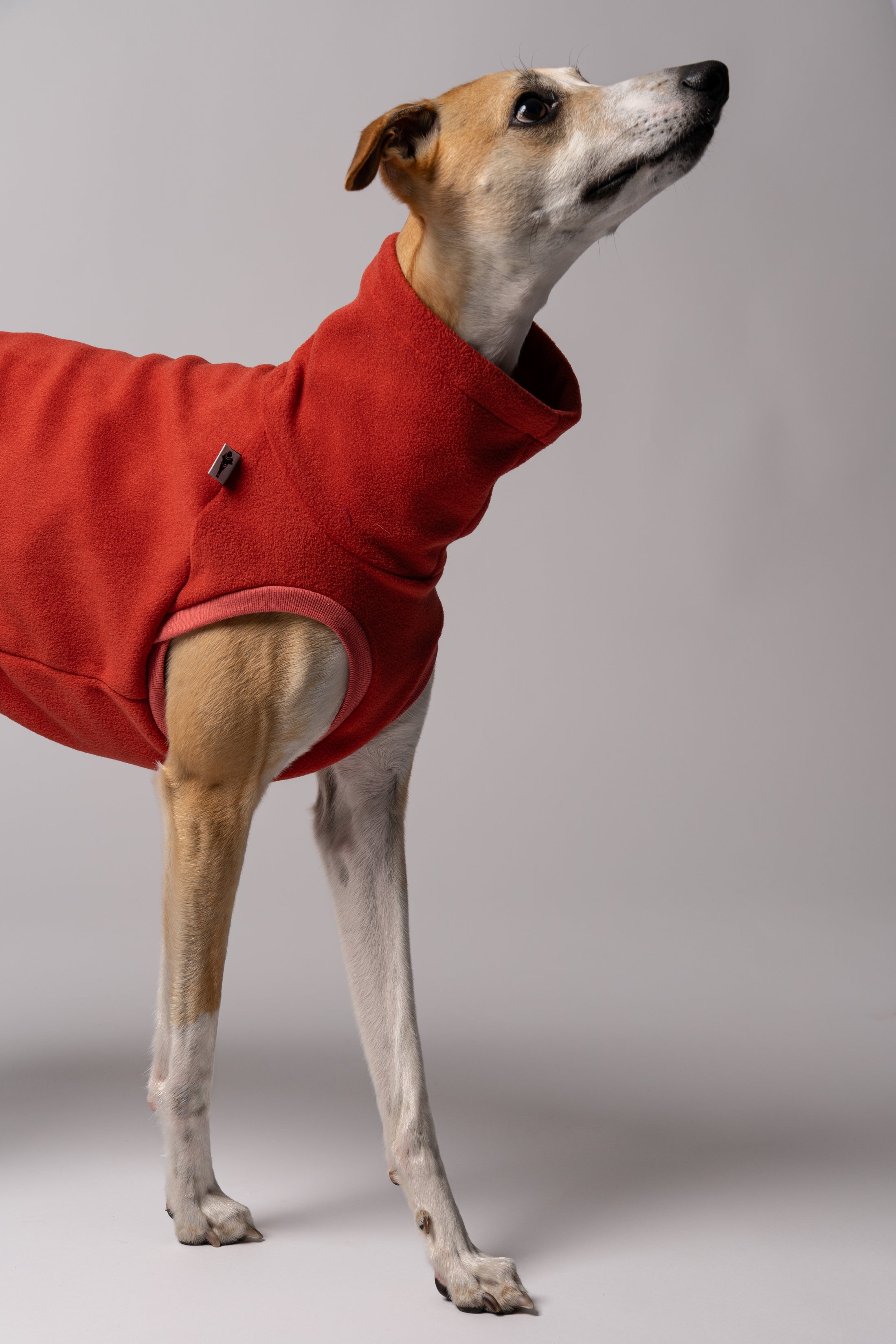 Whippet trägt handgenähtes Hundeshirt aus Polar Fleece – perfekt angepasst für lange Rücken und schmale Taillen