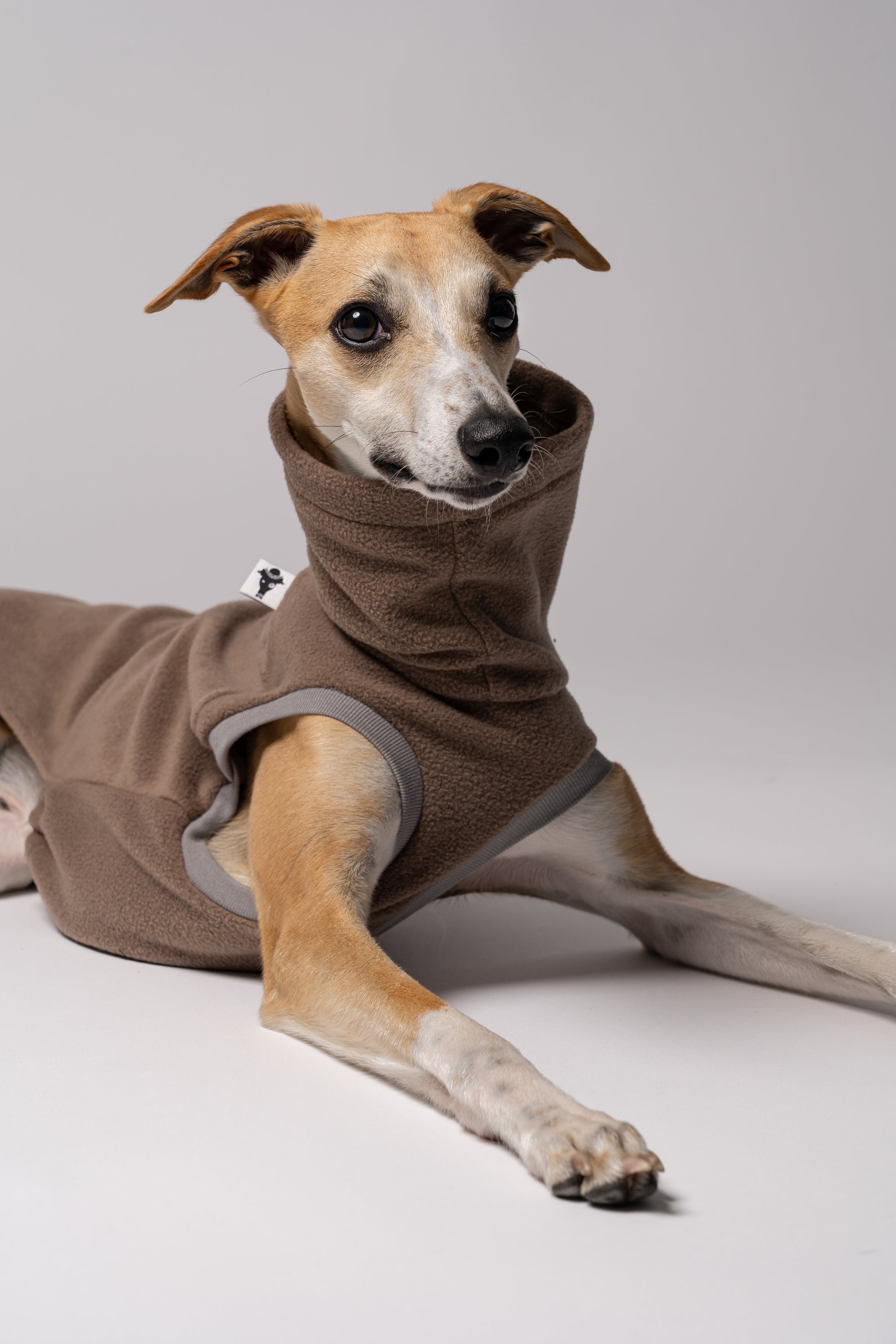 Nahaufnahme: Galgo trägt Long Shirt in Bordeaux – weiches Fleece, perfekt verarbeitet für schmale Körperformen