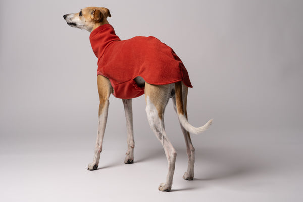 Whippet trägt handgenähtes Hundeshirt aus Polar Fleece – perfekt angepasst für lange Rücken und schmale Taillen
