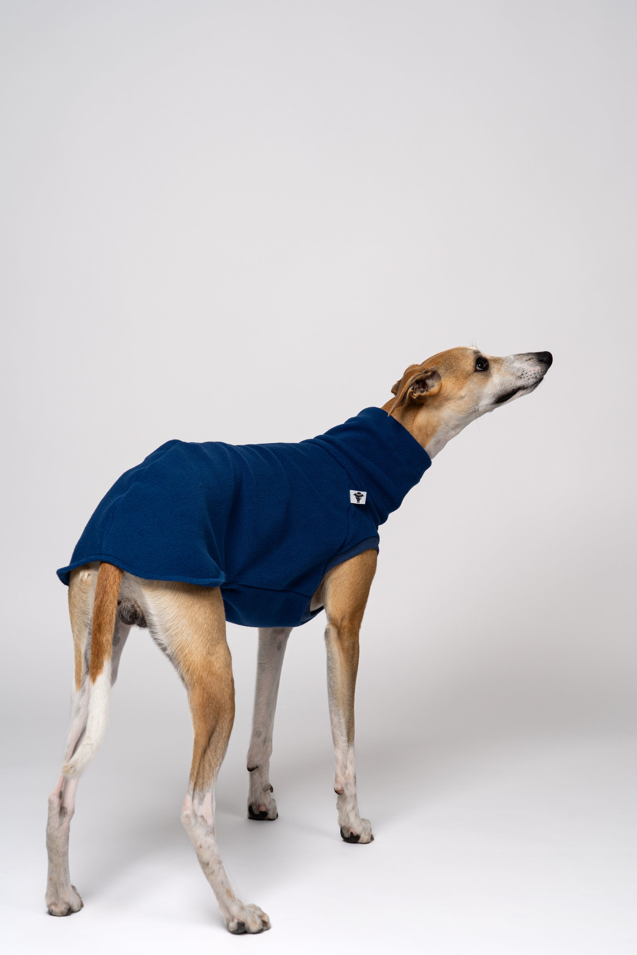 Whippet trägt Fleece Shirt handgemacht aus Berlin bequeme Windhund Mode