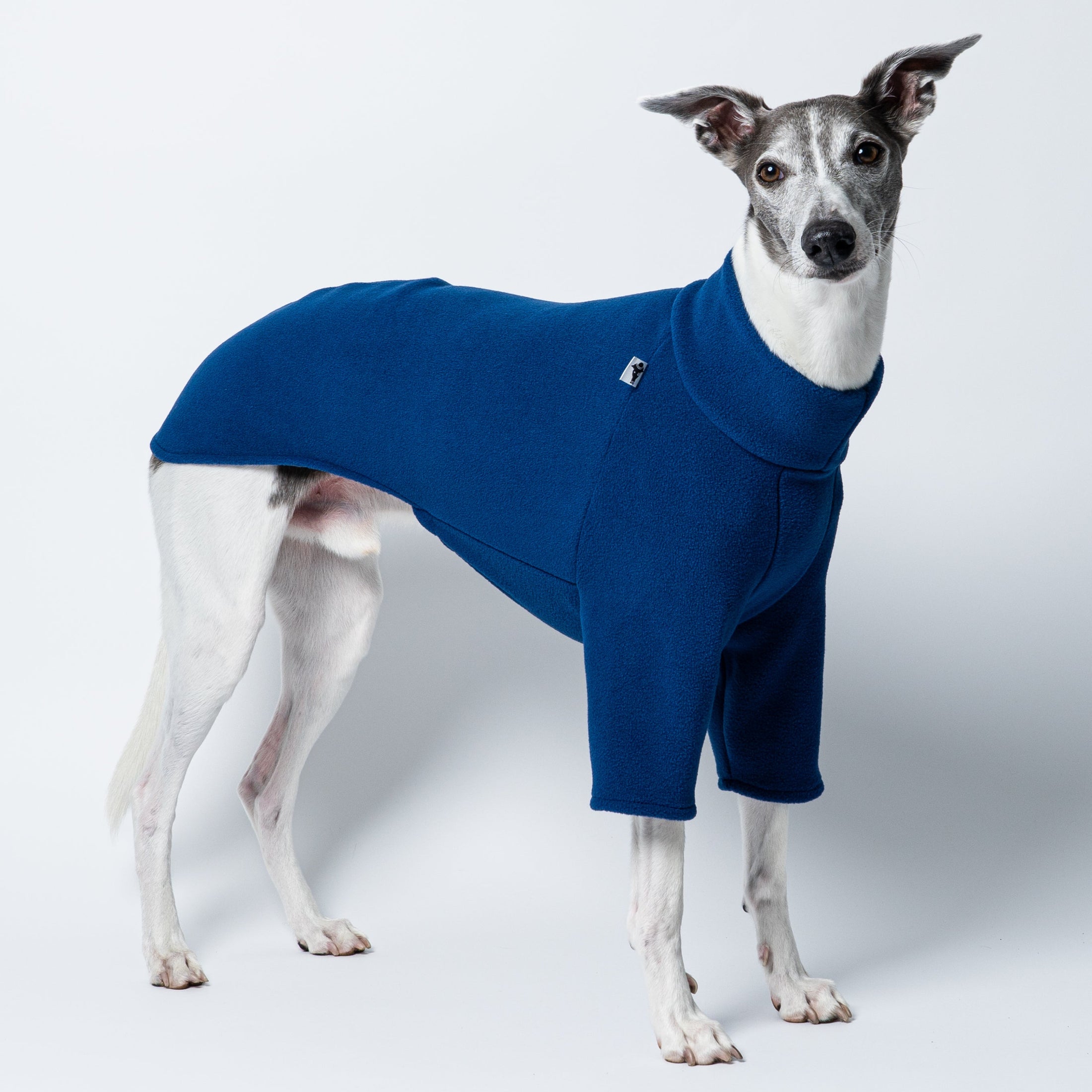 Junger Whippet Rüde frontal im Fleecepullover in Navy – perfekt geschnitten für Windhund-Proportionen