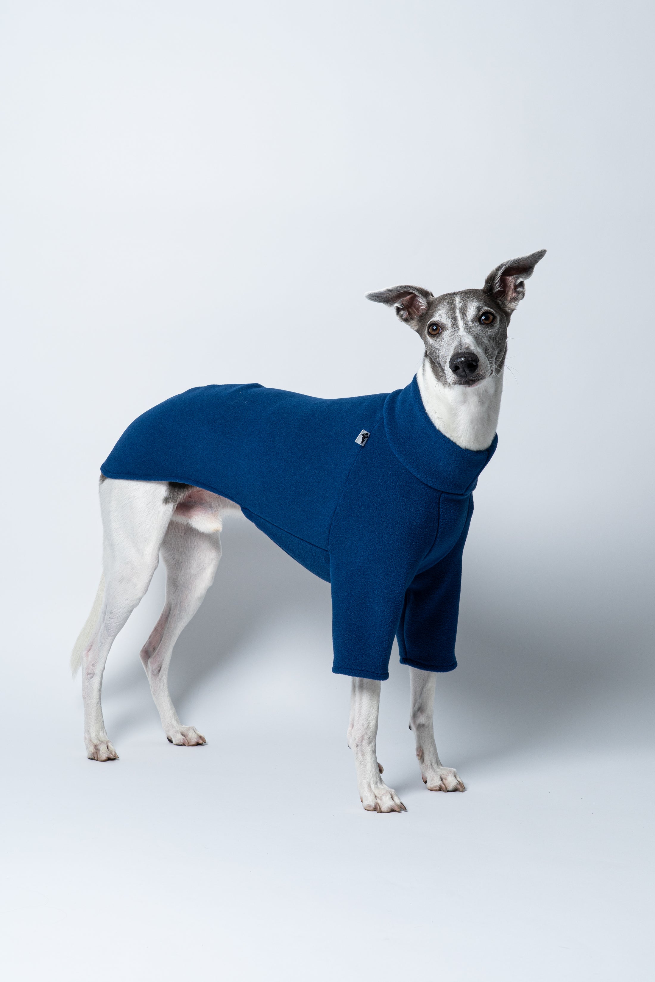 Whippet präsentiert Windhund-Pullover in Navy vor weißem Hintergrund – schmaler Schnitt, mittelhoher Kragen