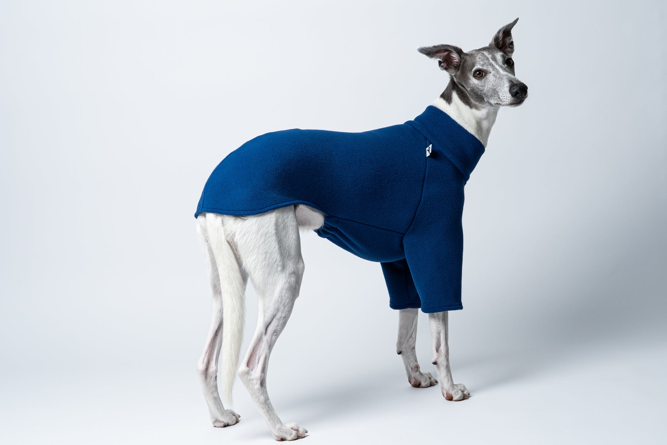Windhundmode aus Berlin: Whippet im kuscheligen Pullover aus Fleece in elegantem Navy
