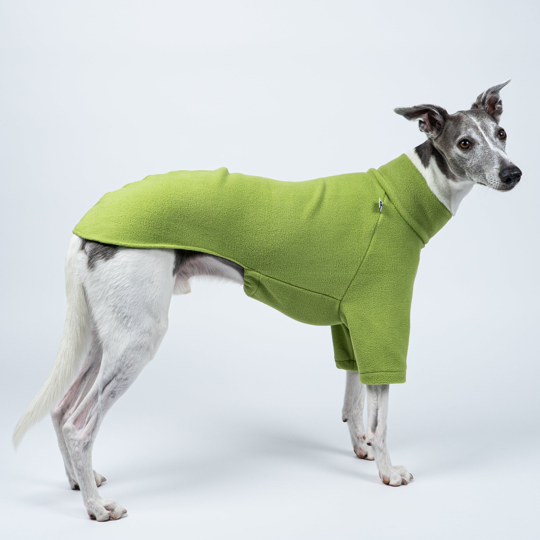 Whippet trägt Windhund-Pullover in Light Green vor weißem Hintergrund – funktional und stilvoll