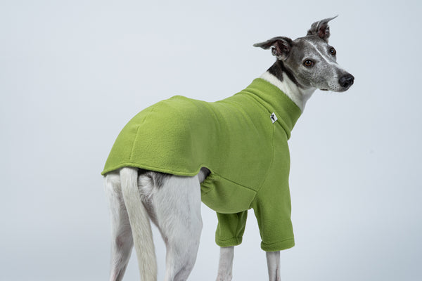 Frischer Look: Whippet trägt hellgrünen Fleecepullover – optimaler Sitz für Windhunde