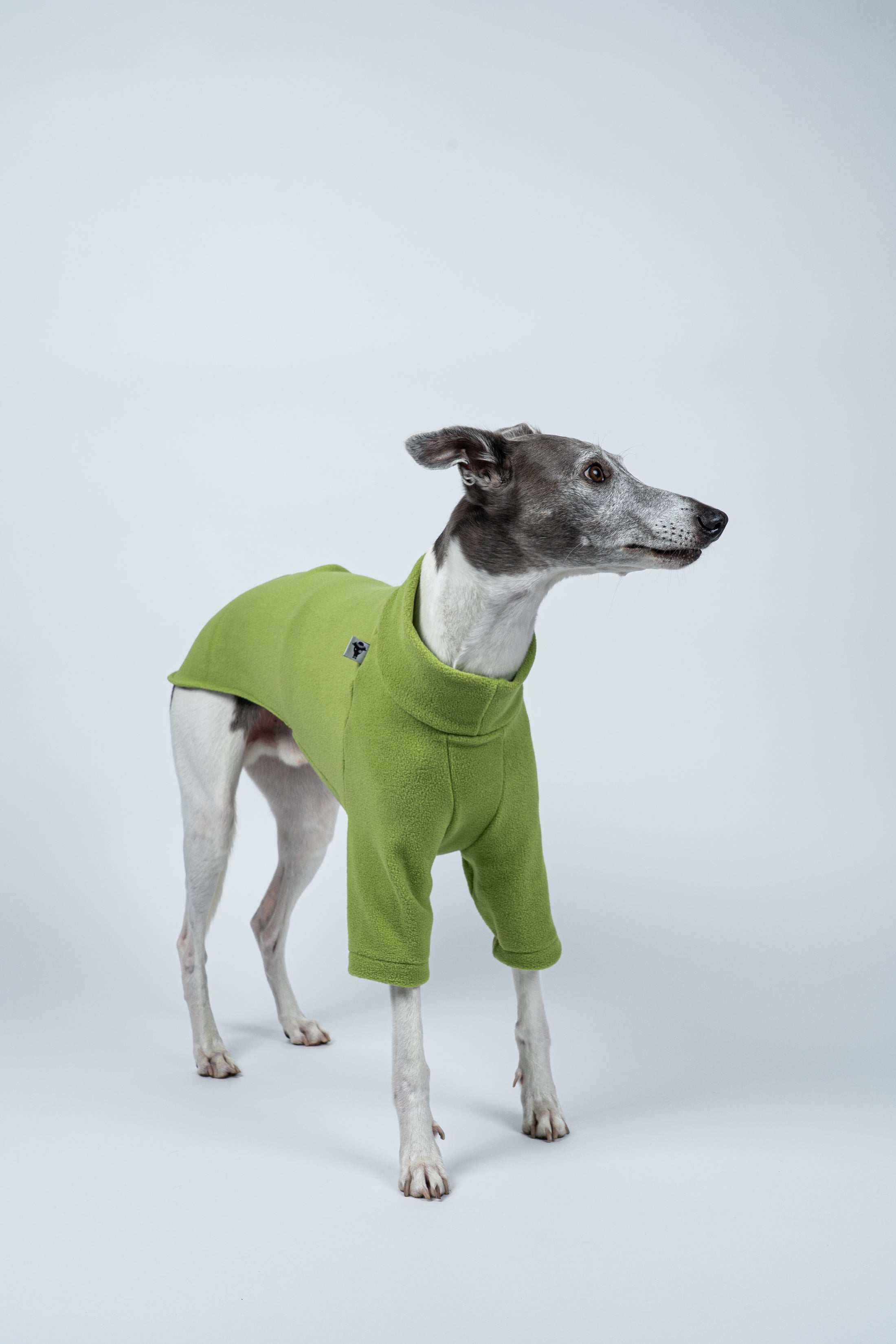 Whippet frontal im Fleecepullover in hellem Grün – ideal für kühle, aber milde Tage