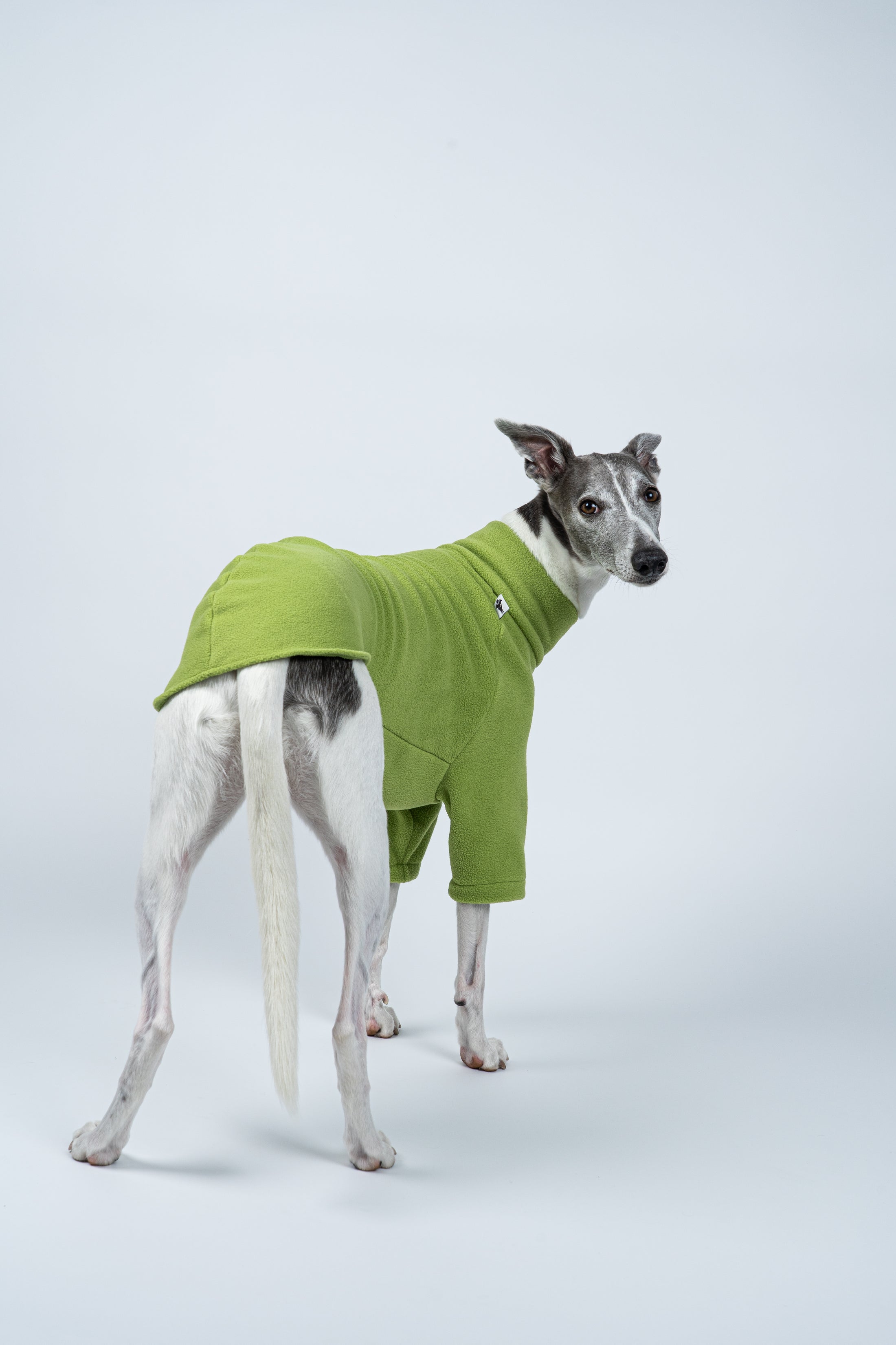 Whippet zeigt körpernahen Light Green-Pullover aus Fleece – stilvoller Alltagsbegleiter