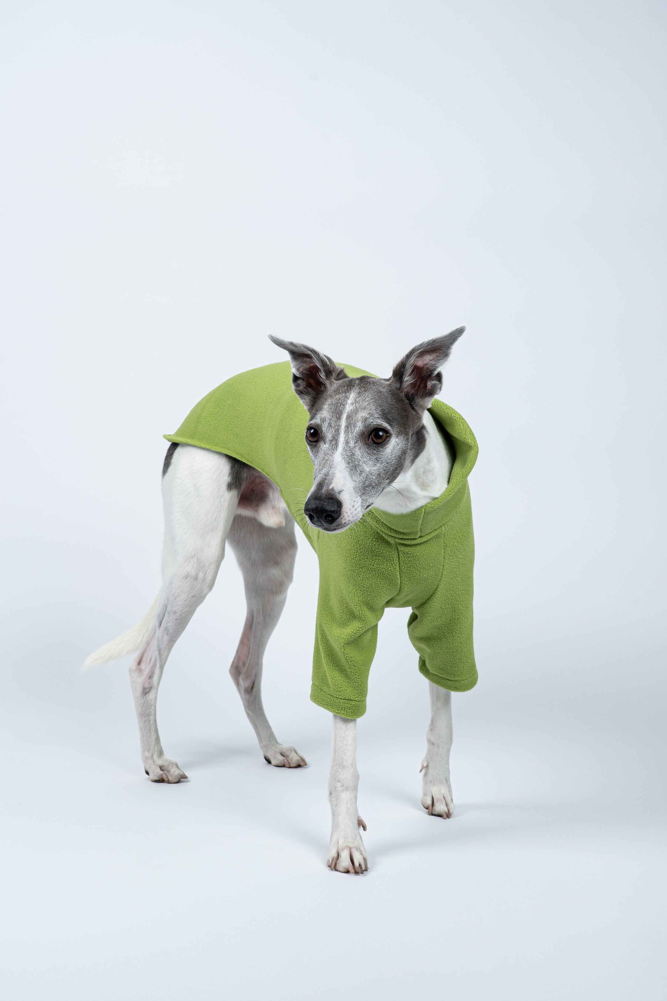 Whippet frontal im Fleecepullover in hellem Grün – ideal für kühle, aber milde Tage