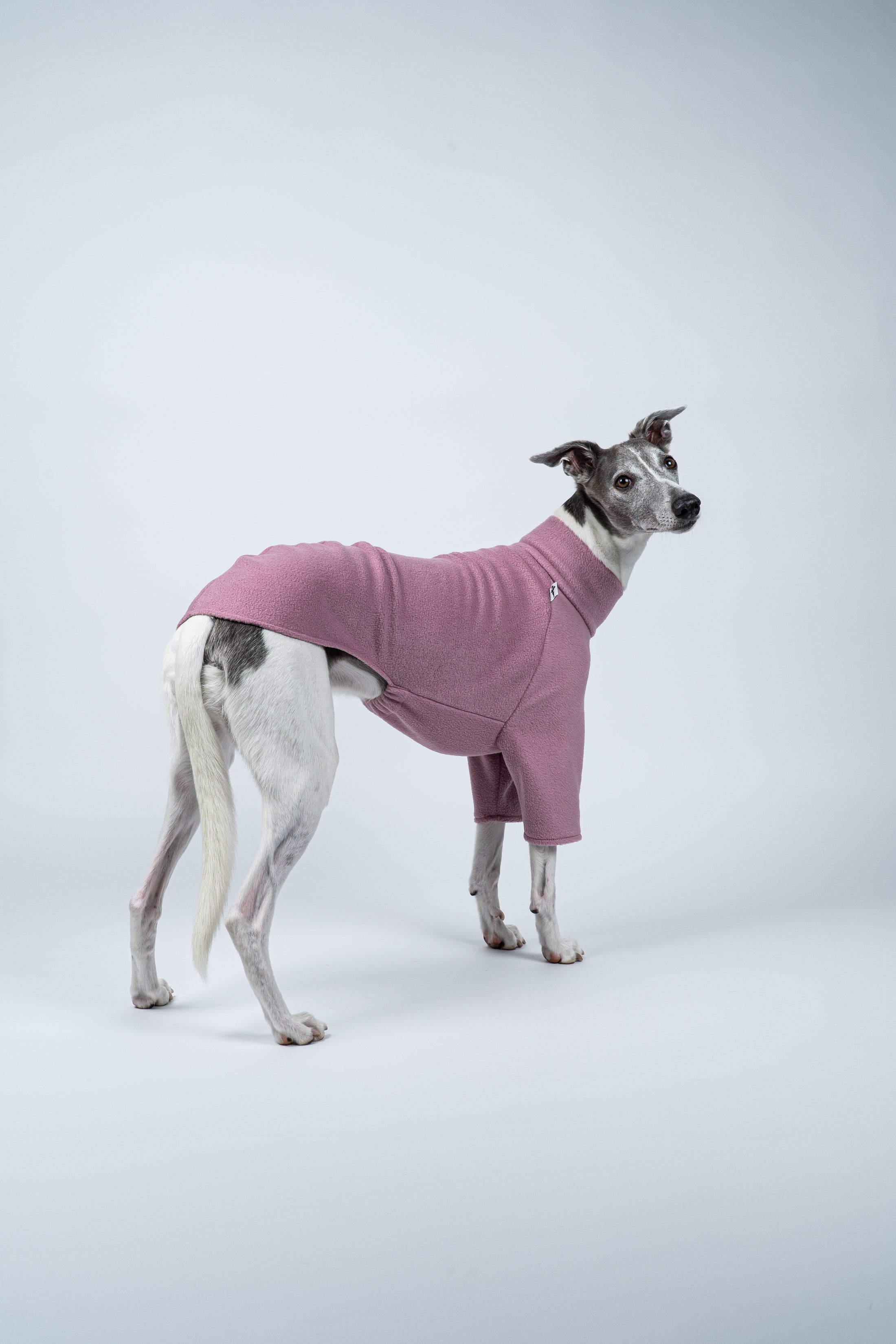 Whippet zeigt Windhund-Pullover in Mulberry – harmonisch geschnitten, sanfte Farbe