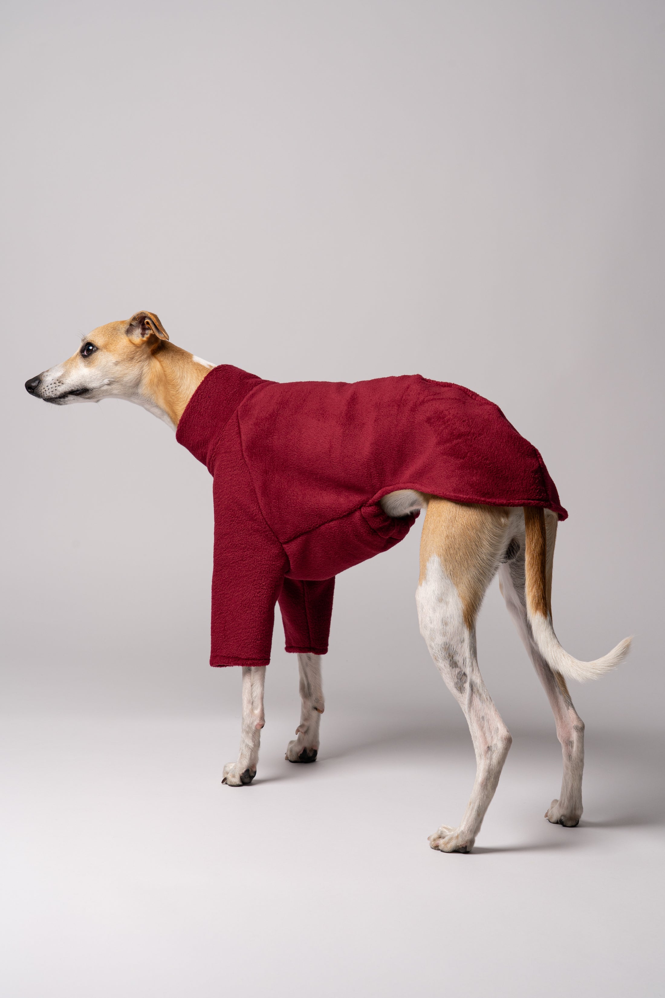 Whippet in Bewegung im Pullover in Bordeaux – funktionale Windhundkleidung für aktive Hunde