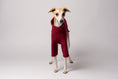 Load image into Gallery viewer, Nahaufnahme: Whippet trägt Pullover in Bordeaux – weiches Fleece, perfekt verarbeitet für schmale Körperformen
