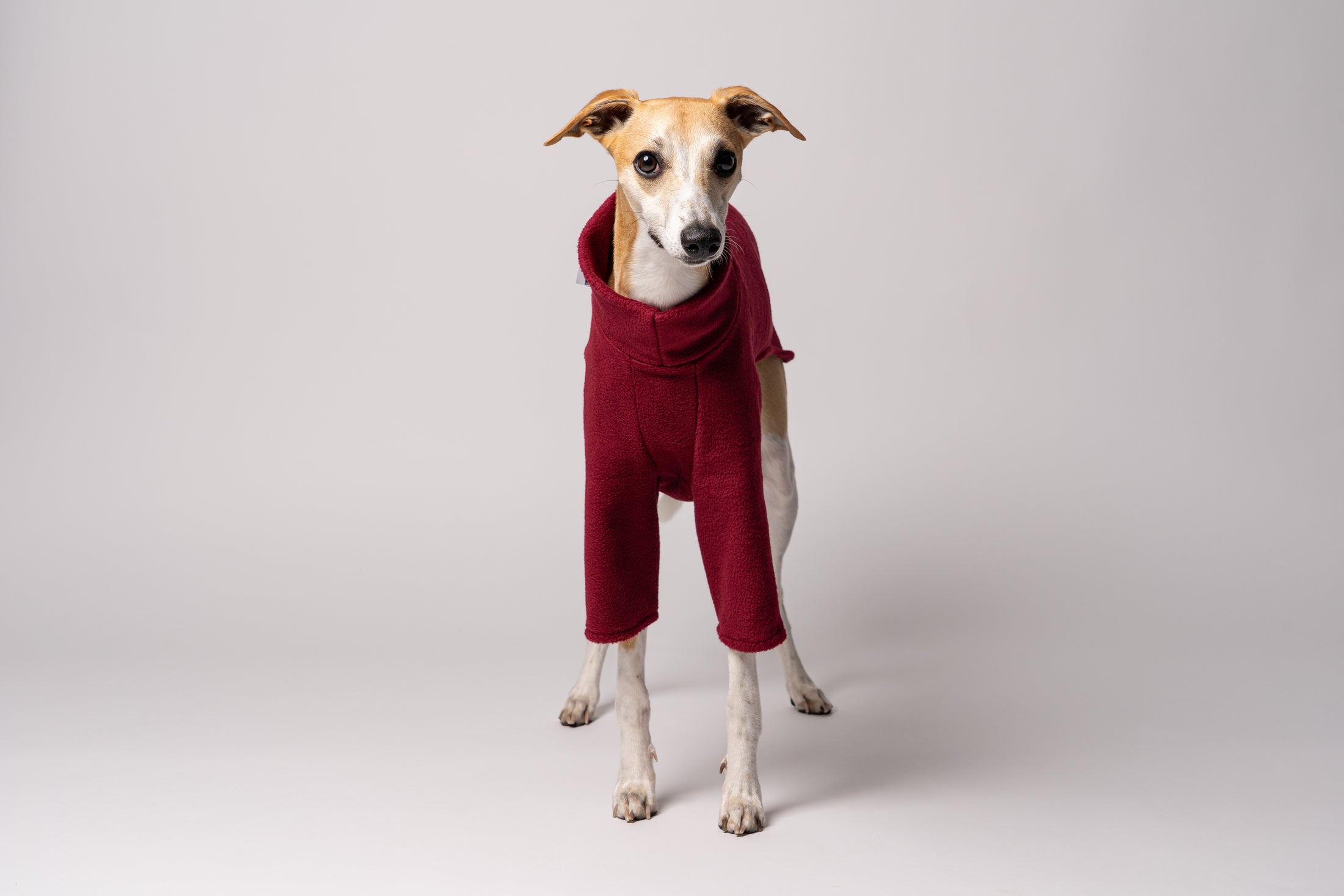 Nahaufnahme: Whippet trägt Pullover in Bordeaux – weiches Fleece, perfekt verarbeitet für schmale Körperformen